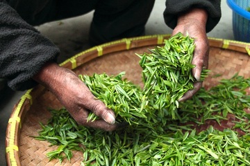 Día internacional del té